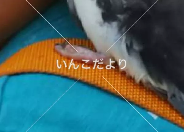 コメントの画像