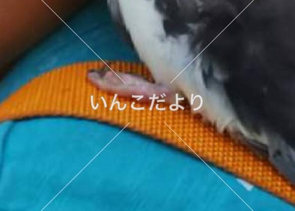 コメントの画像