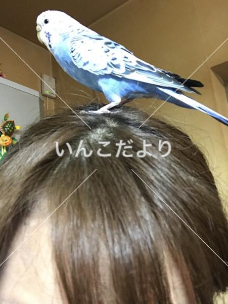 コメントの画像