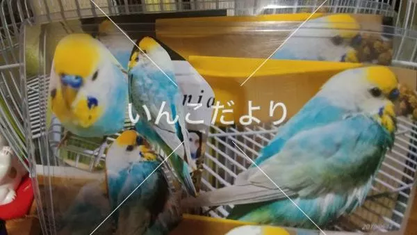 コメントの画像