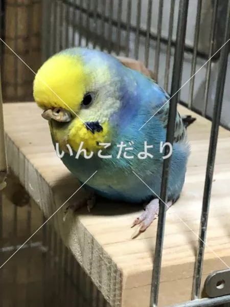 コメントの画像