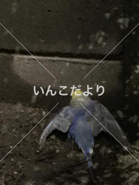 コメントの画像