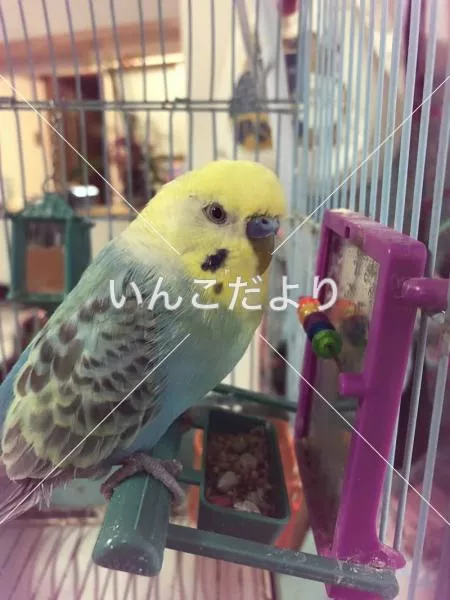 コメントの画像