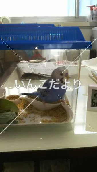 コメントの画像