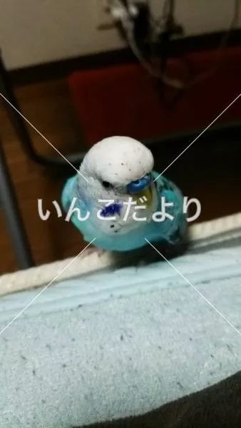 コメントの画像