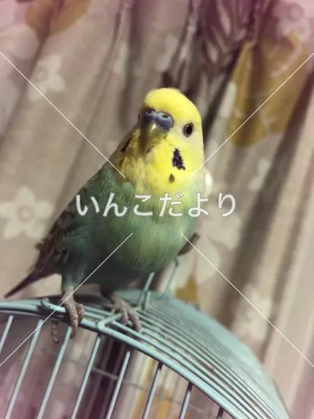 コメントの画像