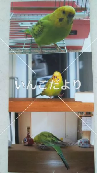 コメントの画像