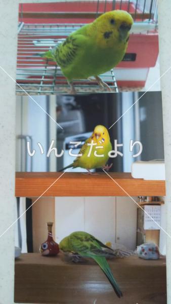 コメントの画像