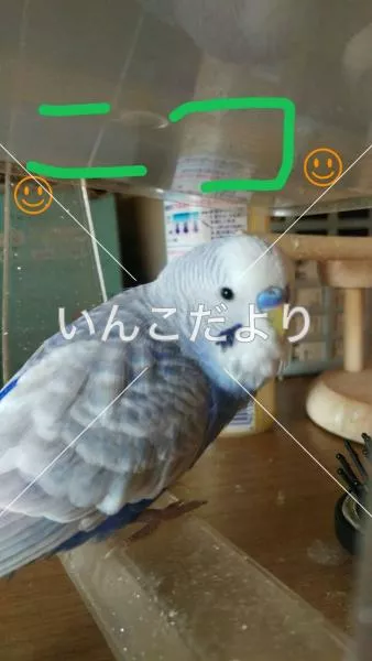 コメントの画像