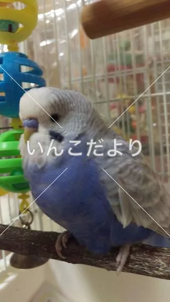 コメントの画像