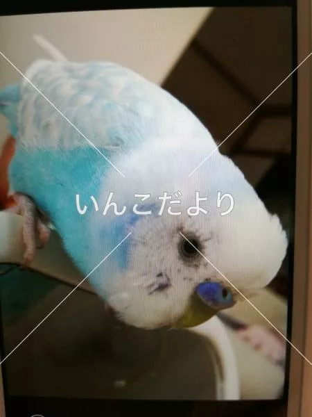 コメントの画像