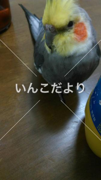 コメントの画像
