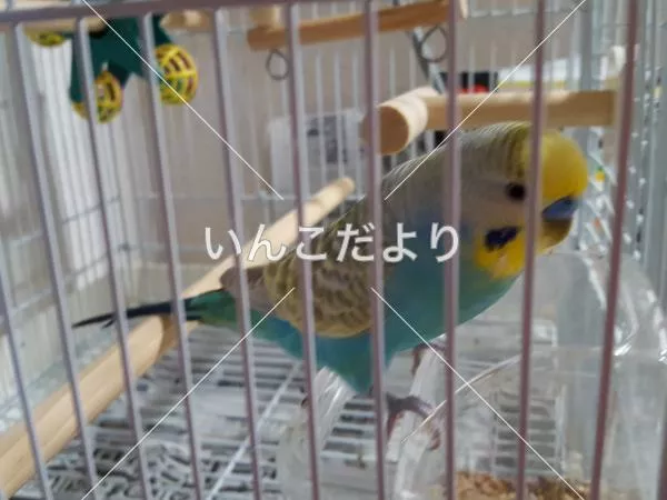 コメントの画像