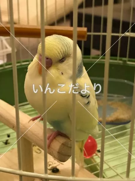 コメントの画像