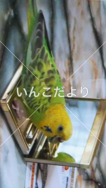 コメントの画像