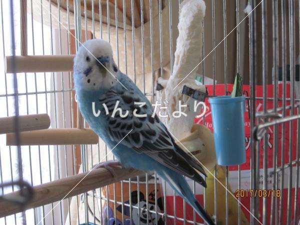 コメントの画像