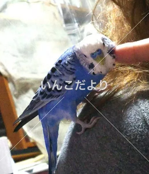 コメントの画像