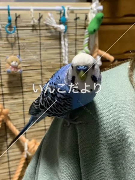 コメントの画像