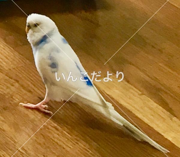 コメントの画像
