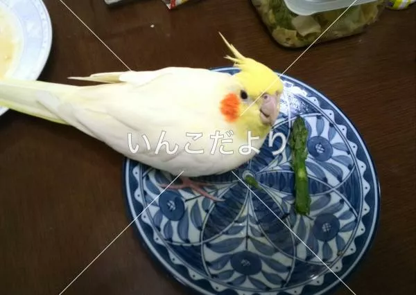 コメントの画像