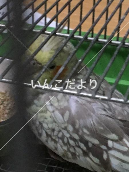 コメントの画像