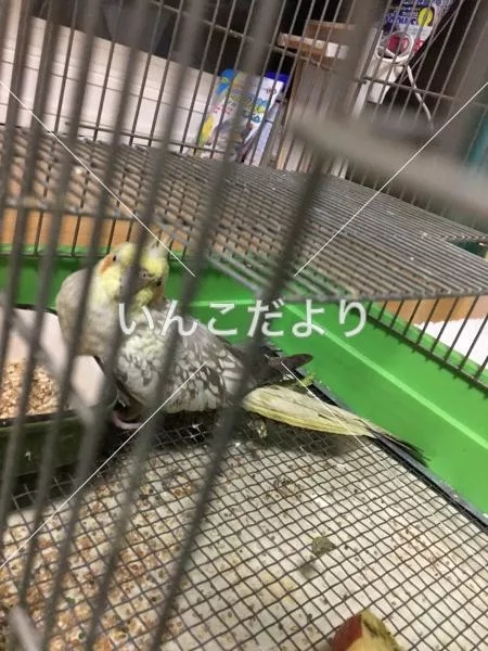 コメントの画像