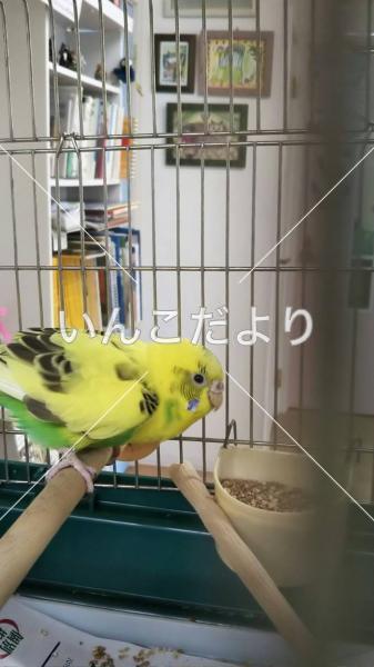 コメントの画像