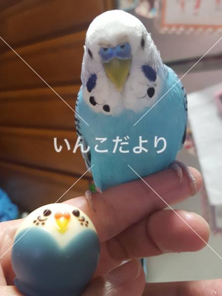 コメントの画像