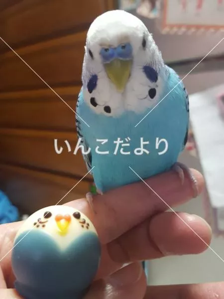 コメントの画像