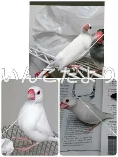 コメントの画像