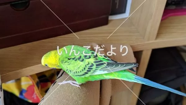 コメントの画像