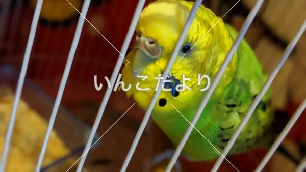 コメントの画像