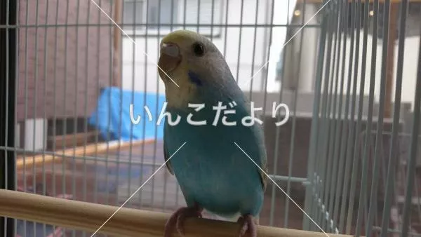 コメントの画像