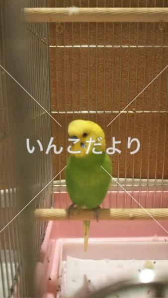 コメントの画像