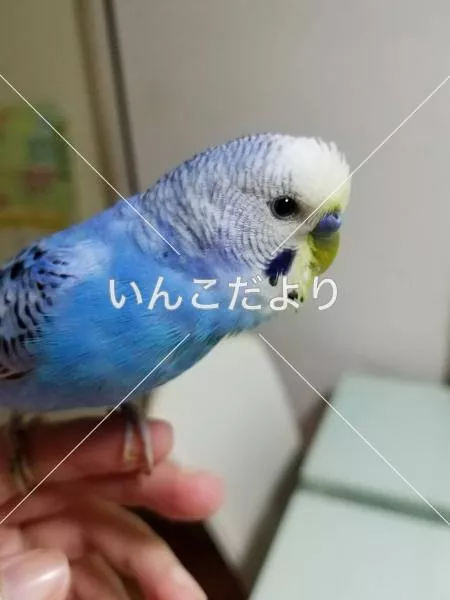 コメントの画像