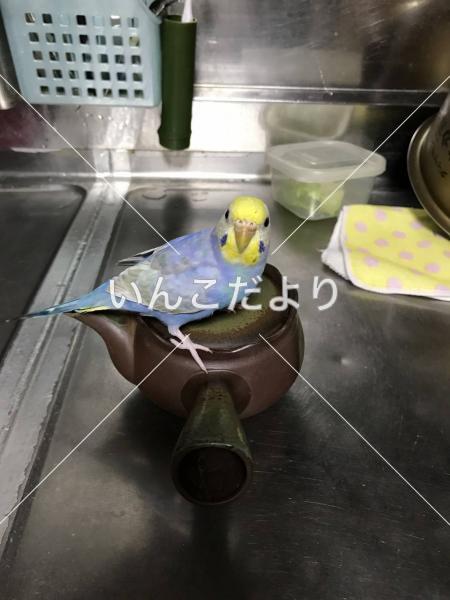 コメントの画像