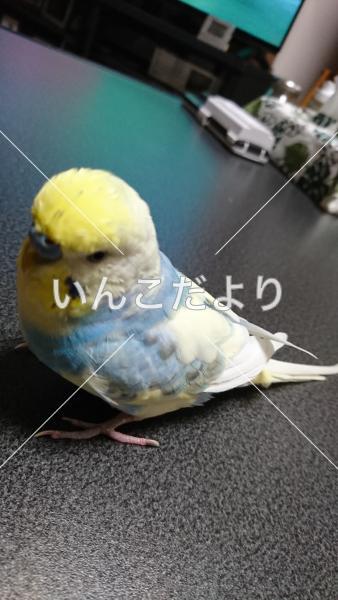 コメントの画像