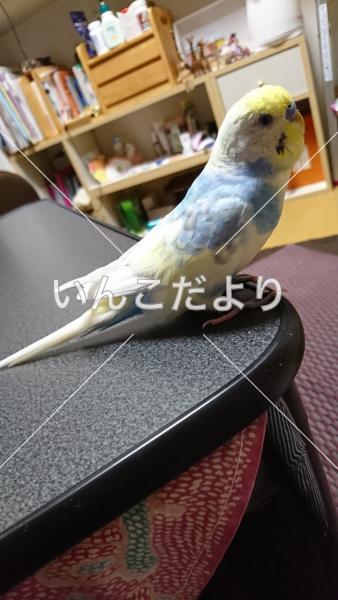 コメントの画像