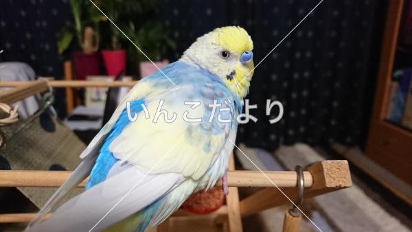 コメントの画像