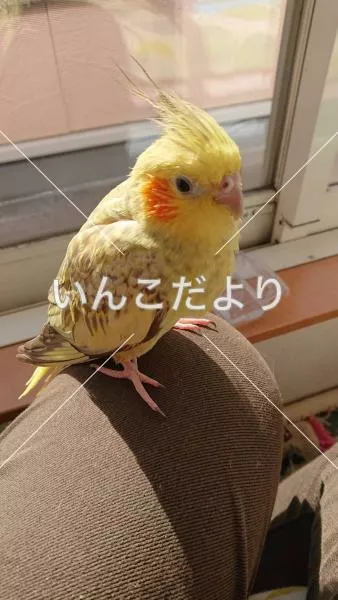 コメントの画像