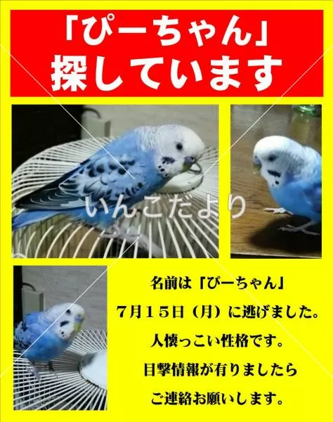 コメントの画像