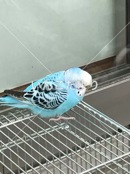 コメントの画像