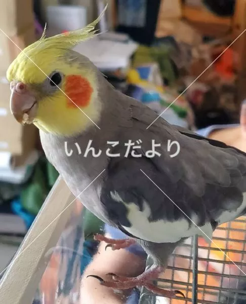 コメントの画像