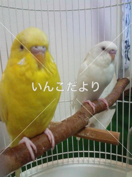 コメントの画像