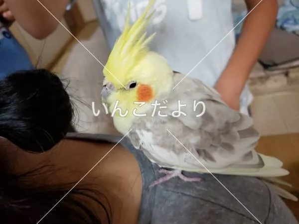 コメントの画像