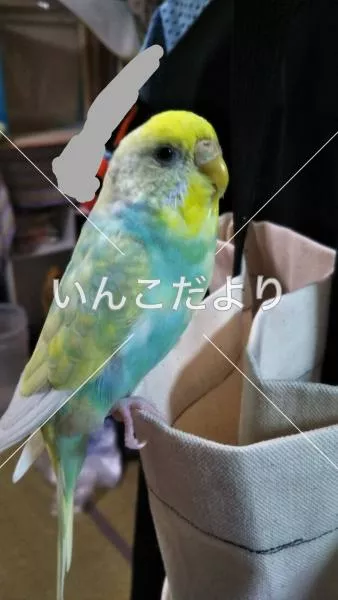 コメントの画像