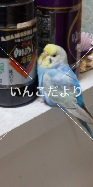 コメントの画像