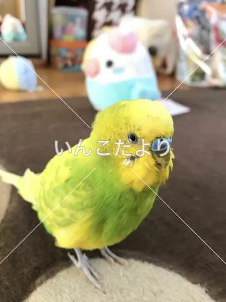 コメントの画像