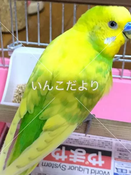 コメントの画像