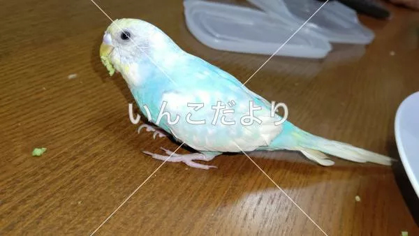 コメントの画像